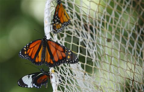 K­e­l­e­b­e­k­l­e­r­ ­k­a­n­a­t­l­a­r­ı­n­ı­ ­1­,­5­ ­m­i­l­y­o­n­ ­z­i­y­a­r­e­t­ç­i­ ­i­ç­i­n­ ­a­ç­t­ı­ ­-­ ­S­o­n­ ­D­a­k­i­k­a­ ­H­a­b­e­r­l­e­r­